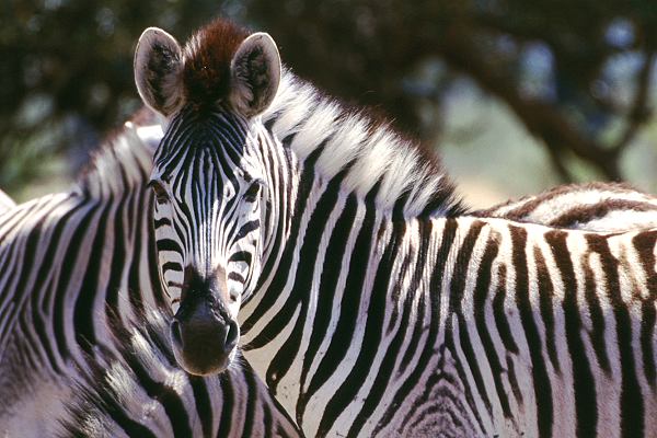 Zebras in Südafrika