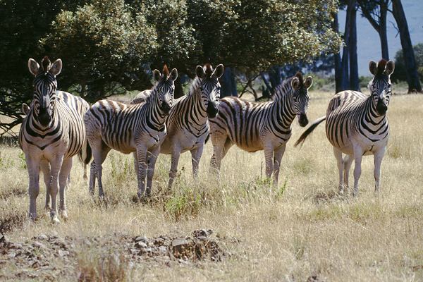 Zebras in Südafrika