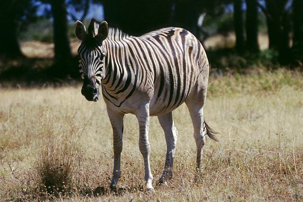 Zebras in Südafrika