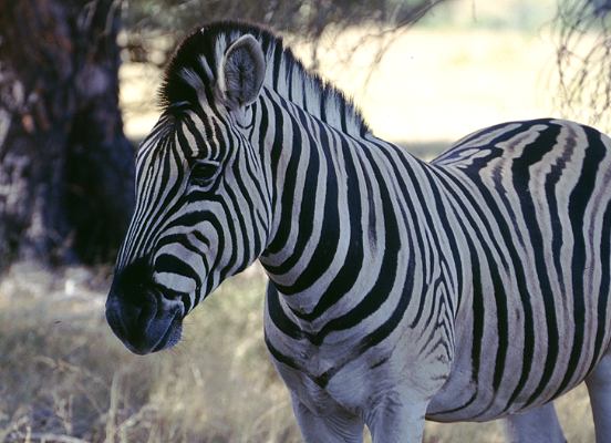 Zebras in Südafrika