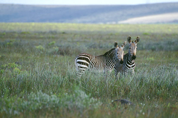 Zebras in Südafrika