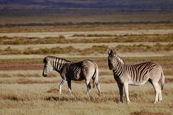 Zebras in Südafrika