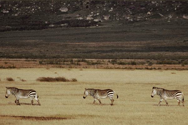 Zebras in Südafrika