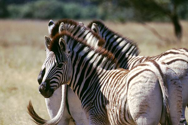 Zebras in Südafrika