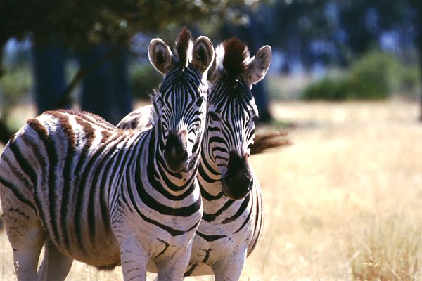 Zebras in Südafrika