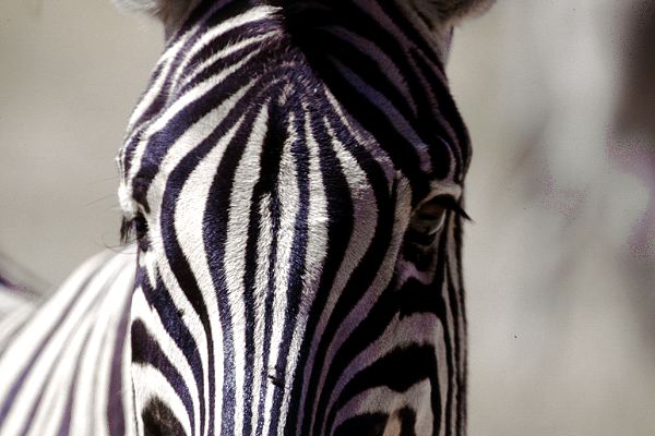 Zebras in Südafrika