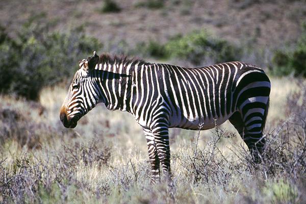 Zebras in Südafrika