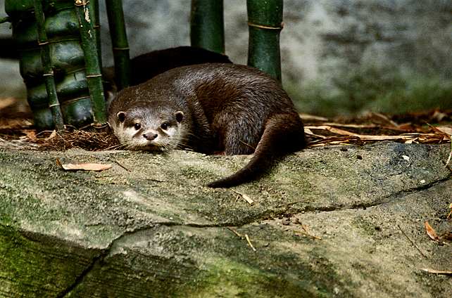 Otter