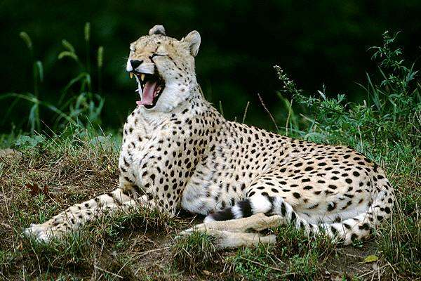 Gepard