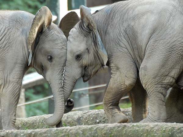 Babyelefanten