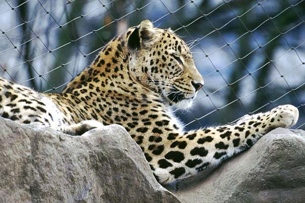 Leopard