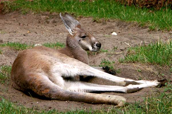 Zoo Hannover