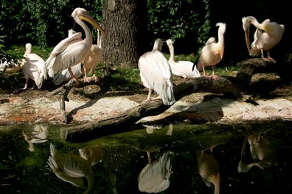 Zoo Hannover