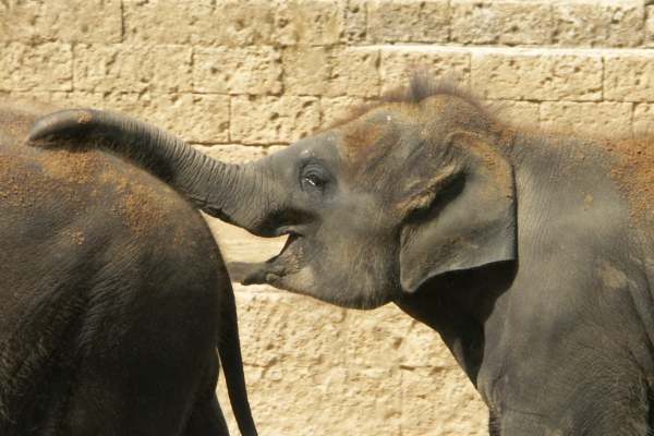 Zoo Hannover