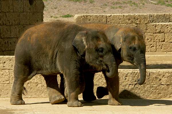 Zoo Hannover